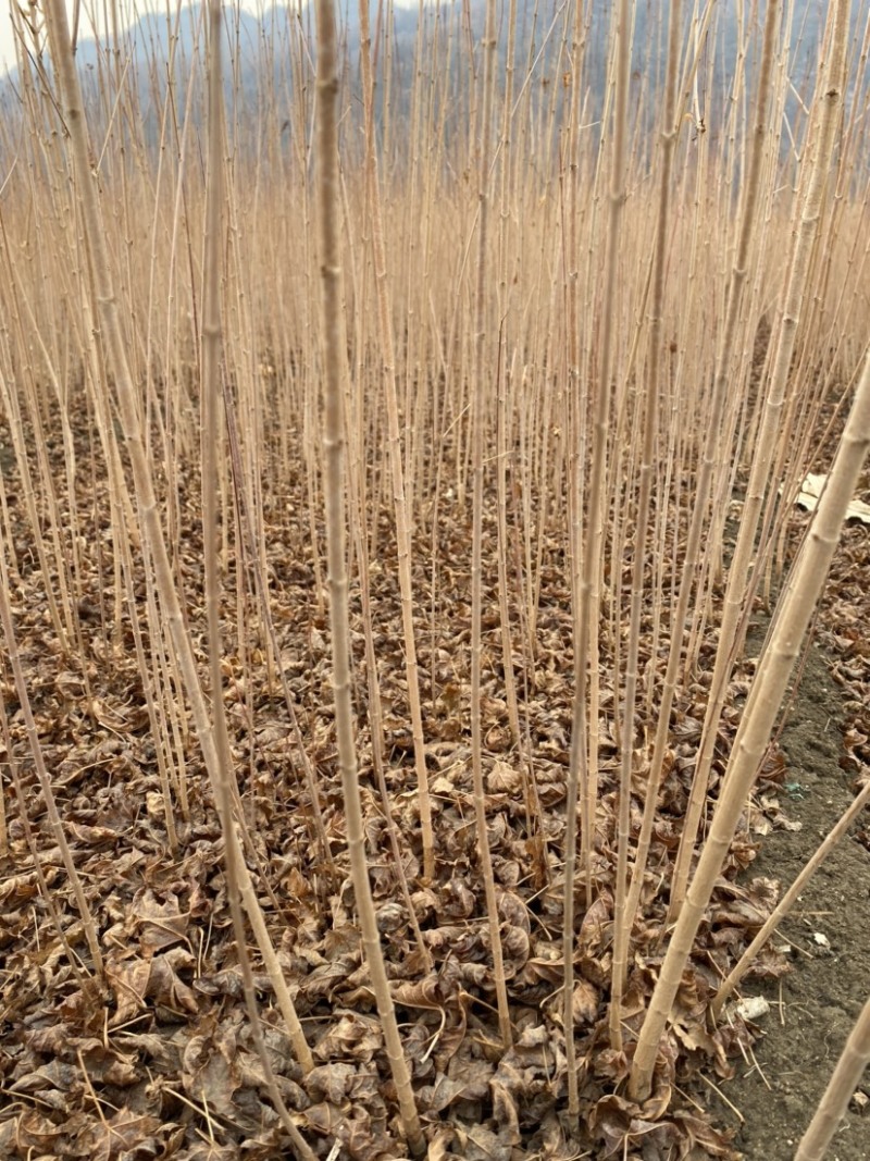 茶条槭三角枫当年苗二年墩茶条槭球从生茶条槭