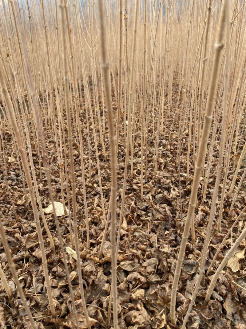 茶条槭三角枫当年苗二年墩茶条槭球从生茶条槭