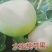 苹果树苗各种成苗，苹果原生苗，海棠苗