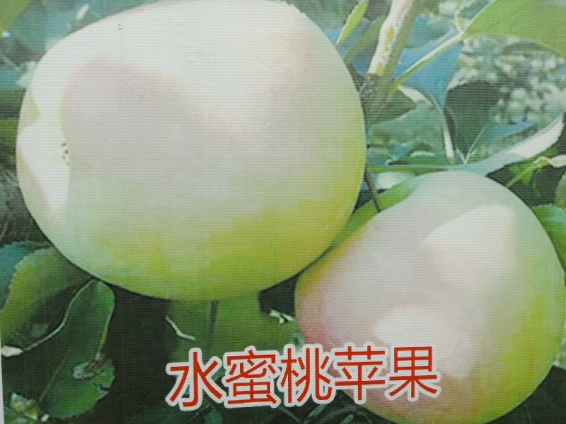 苹果树苗各种成苗，苹果原生苗，海棠苗