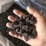 东北特级小黑木耳，1.2无碎渣，干度好一手货源