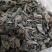 东北特级小黑木耳，1.2无碎渣，干度好一手货源