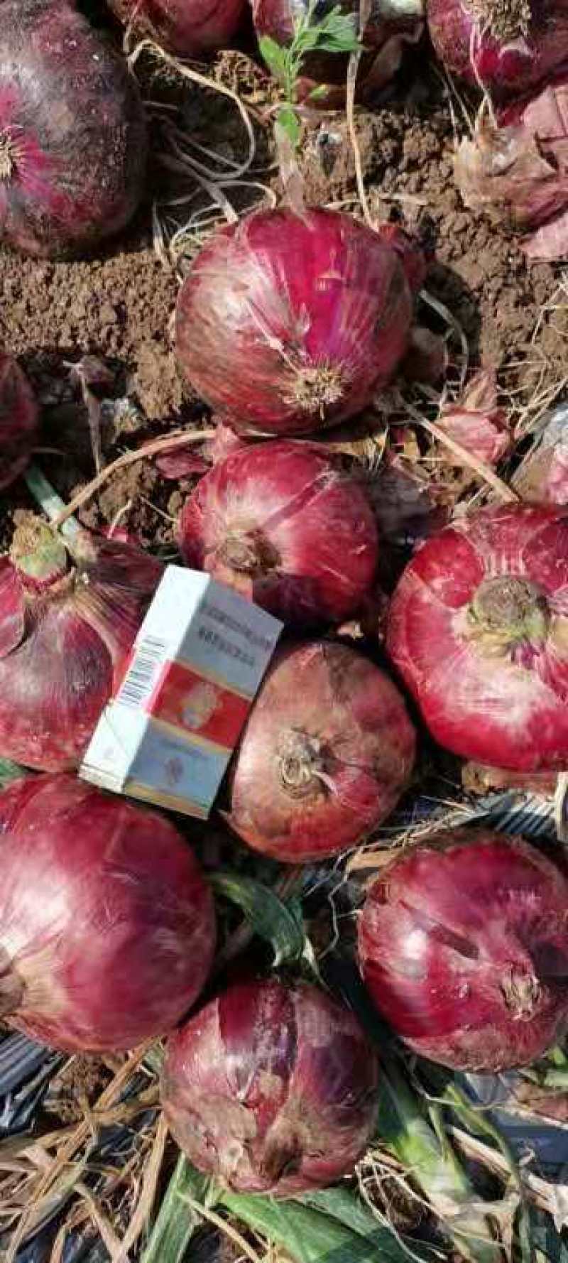 红皮洋葱8厘米以上，5-8长期供货诚信+实力经营