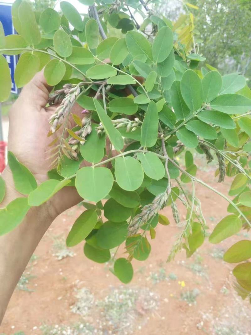 槐花产地直发一手代办餐桌上的美味代发全国