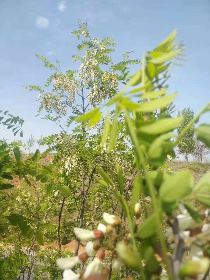 槐花产地直发一手代办餐桌上的美味代发全国