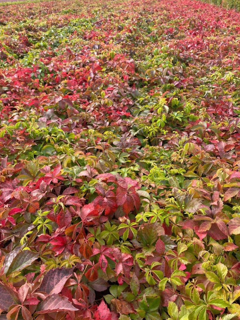 地锦爬山虎五叶地锦藤本植物护坡苗