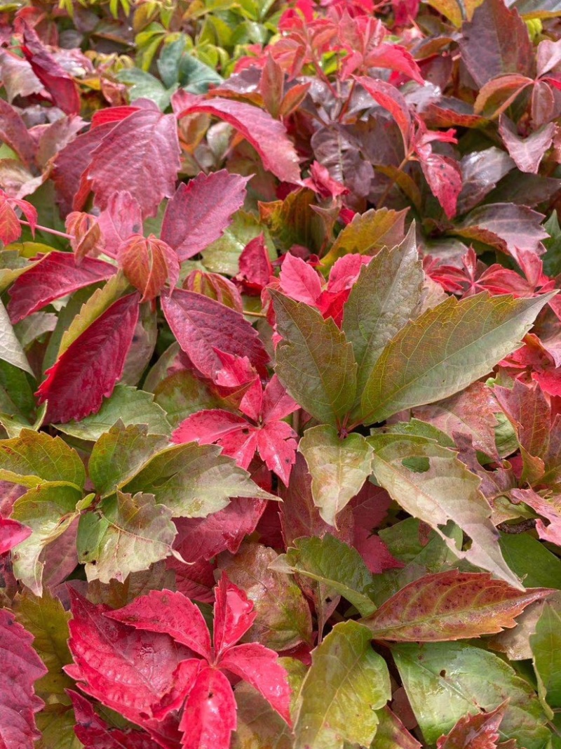 地锦爬山虎五叶地锦藤本植物护坡苗