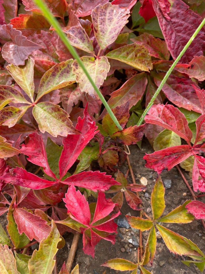 地锦爬山虎五叶地锦藤本植物护坡苗