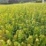 茶条槭三角枫当年苗二年墩茶条槭球从生茶条槭