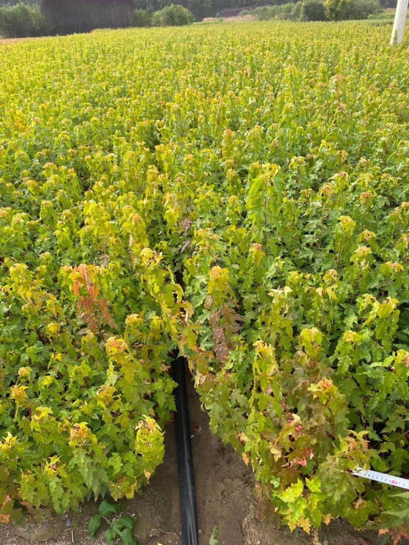 茶条槭三角枫当年苗二年墩茶条槭球从生茶条槭
