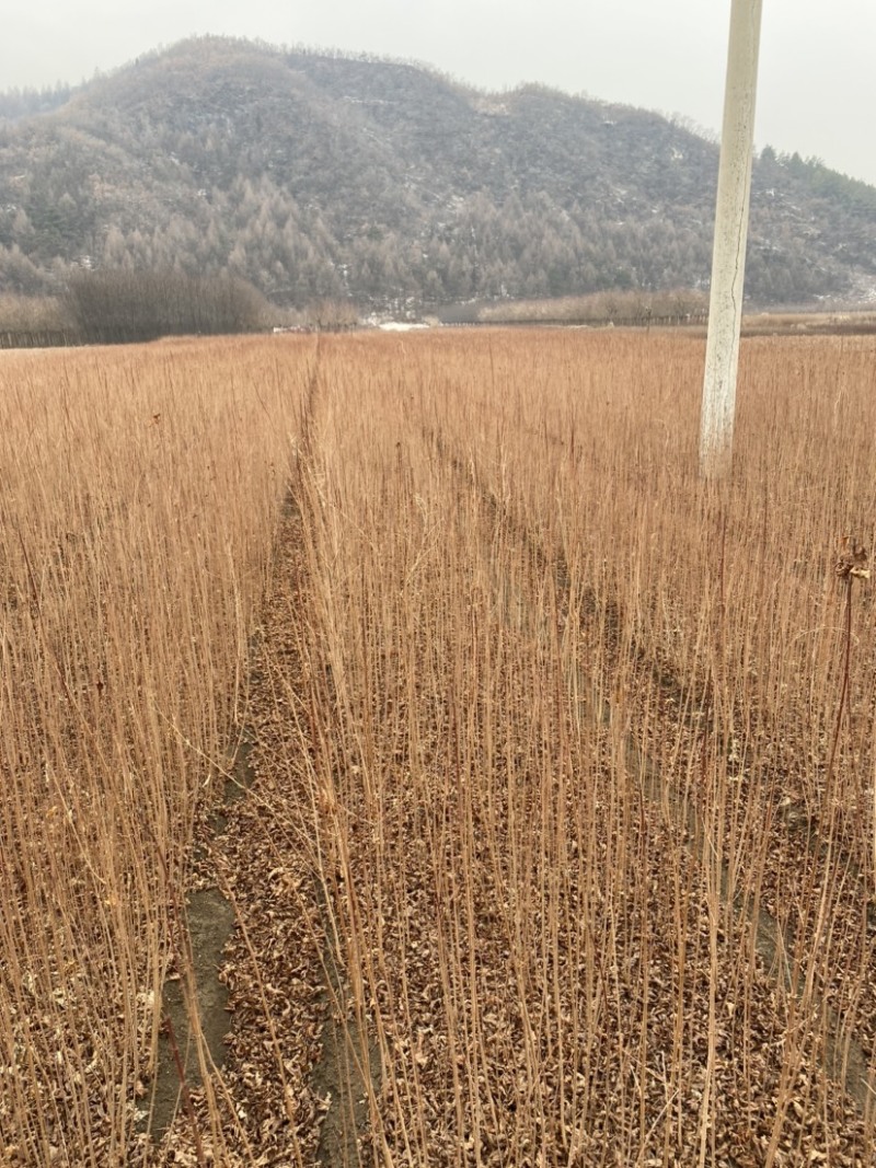 茶条槭三角枫当年苗二年墩茶条槭球从生茶条槭