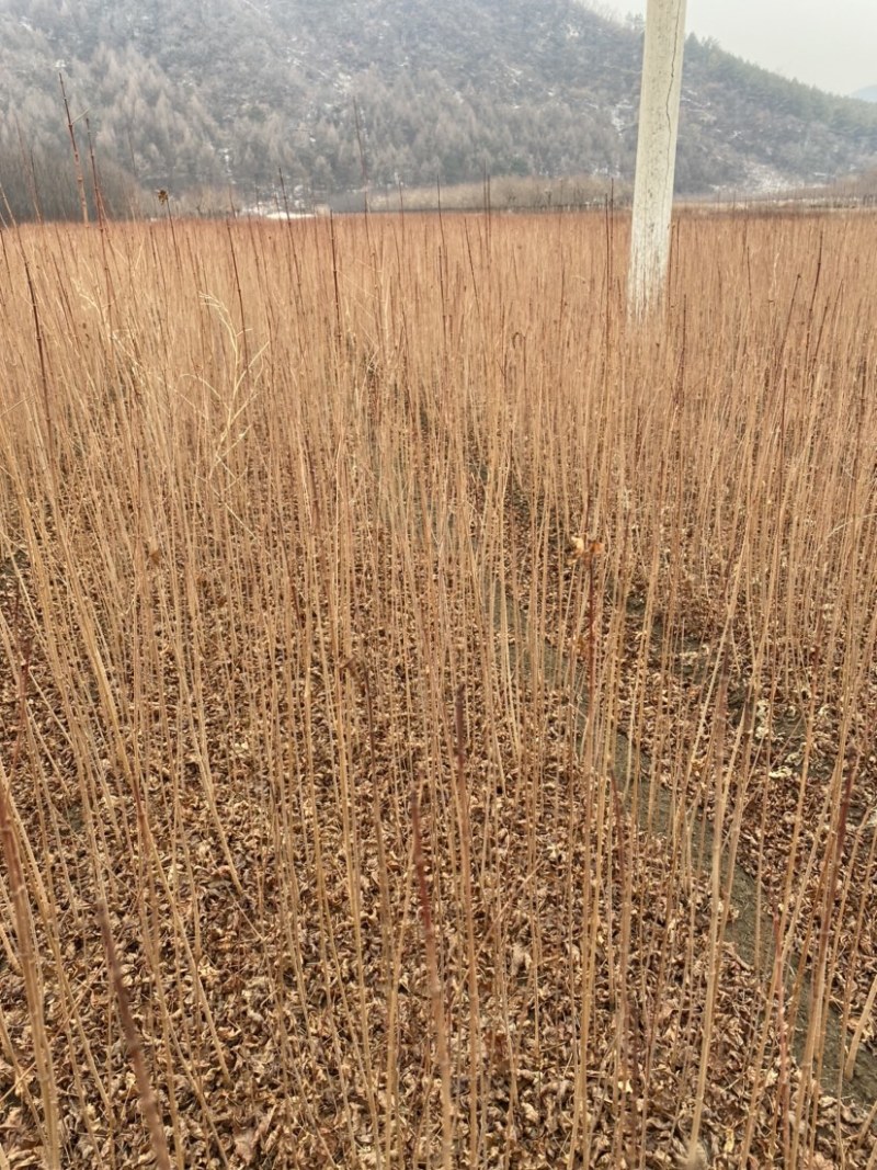 茶条槭三角枫当年苗二年墩茶条槭球从生茶条槭