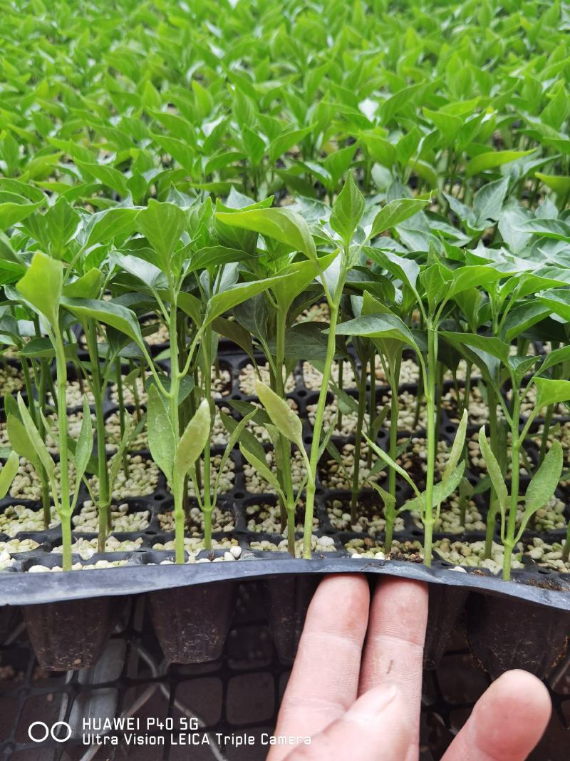 辣椒苗尖椒苗青椒苗有余苗需要联系