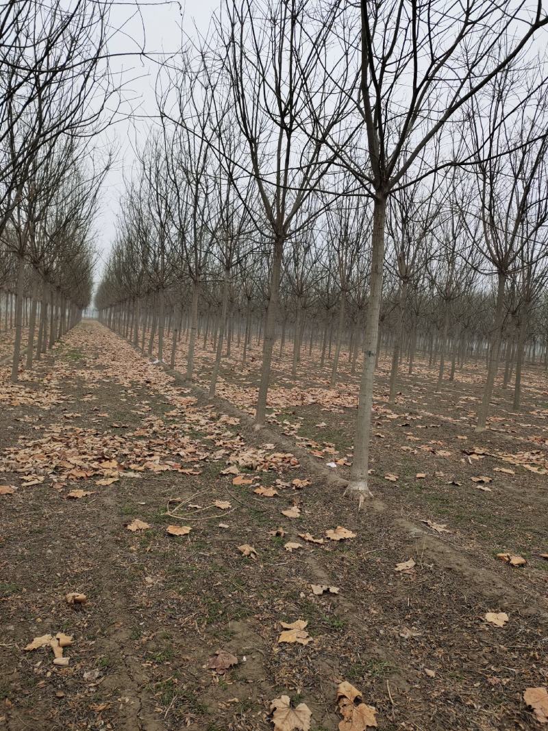基地直供8至12公分国槐干直冒圆。大量供货