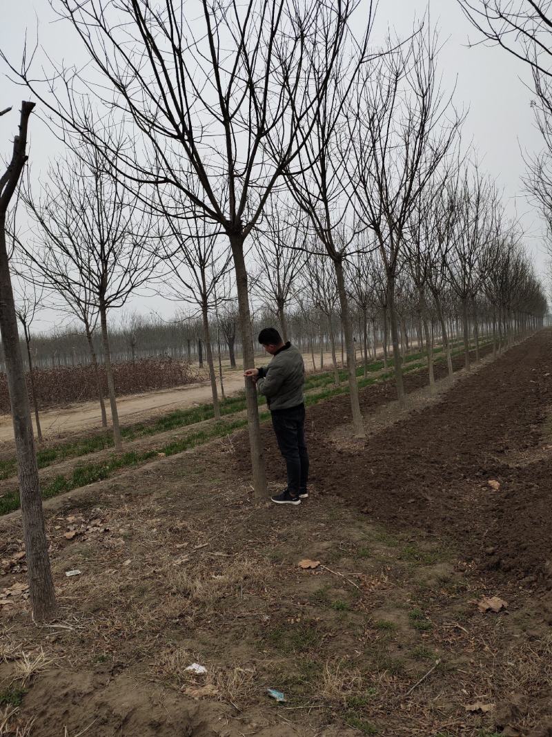 基地直供8至12公分国槐干直冒圆。大量供货