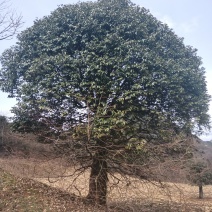 桂花树野生树形好，需要的联系我