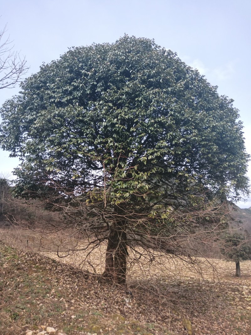 桂花树野生树形好，需要的联系我