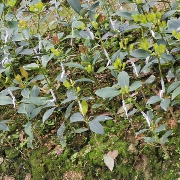 藤县古龙大红八角嫁接苗，营养杯苗原生地苗