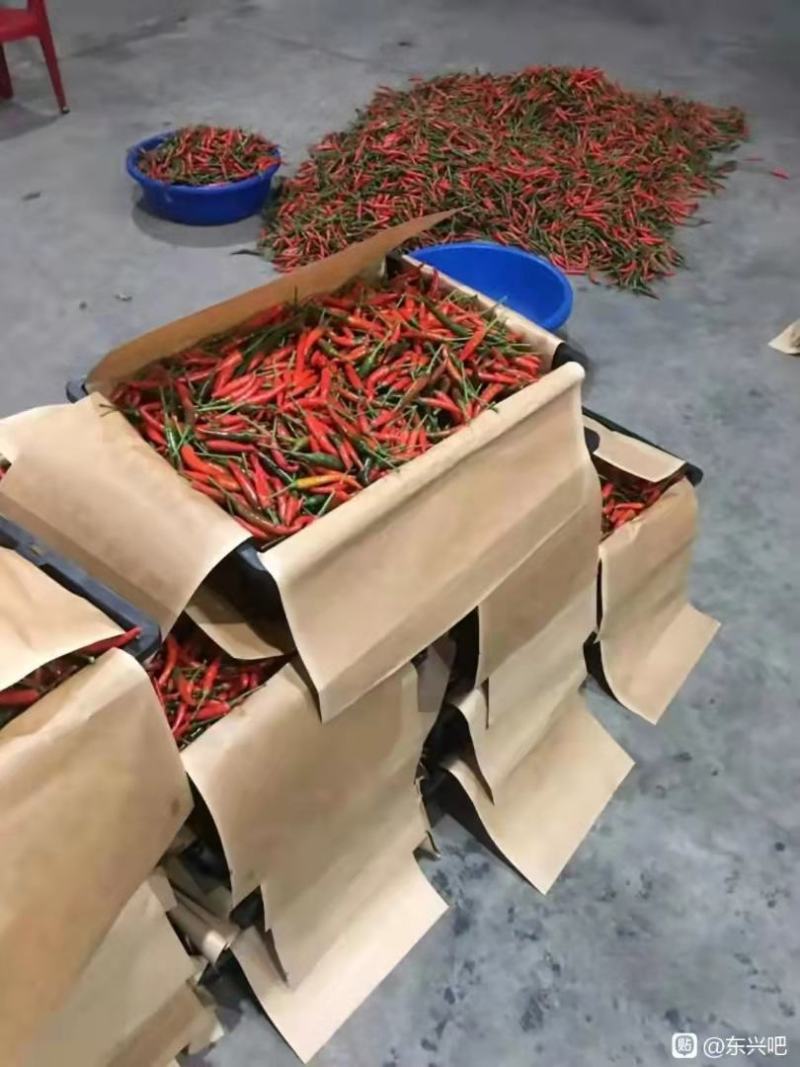 广西小米辣！！！！1