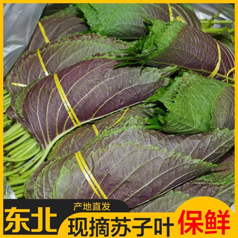 鲜苏子韩国紫苏叶自家紫苏叶园