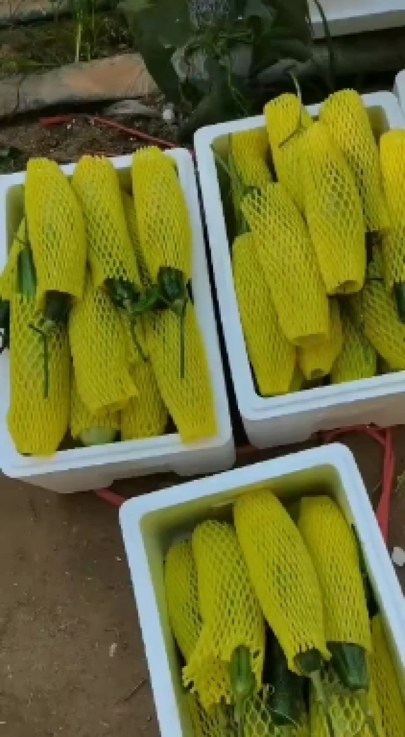 山东维坊精品甜瓜羊角蜜大量上市一手货源欢迎各老板联系