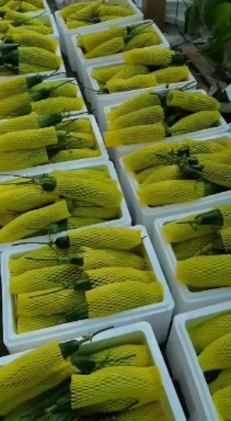山东维坊精品甜瓜羊角蜜大量上市一手货源欢迎各老板联系