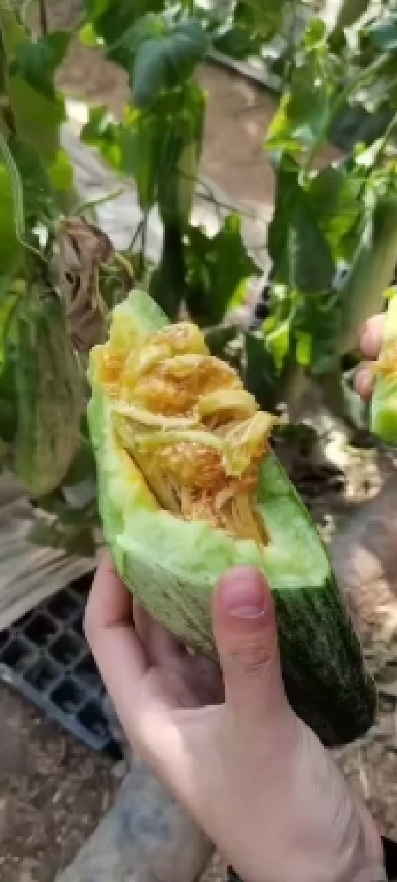 山东维坊精品甜瓜羊角蜜大量上市一手货源欢迎各老板联系