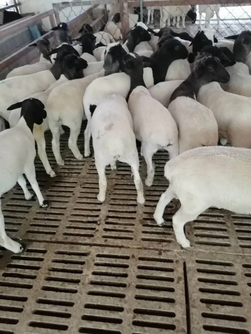 【买十送一】杜泊绵羊杜寒杂交包技术包成活货到付款