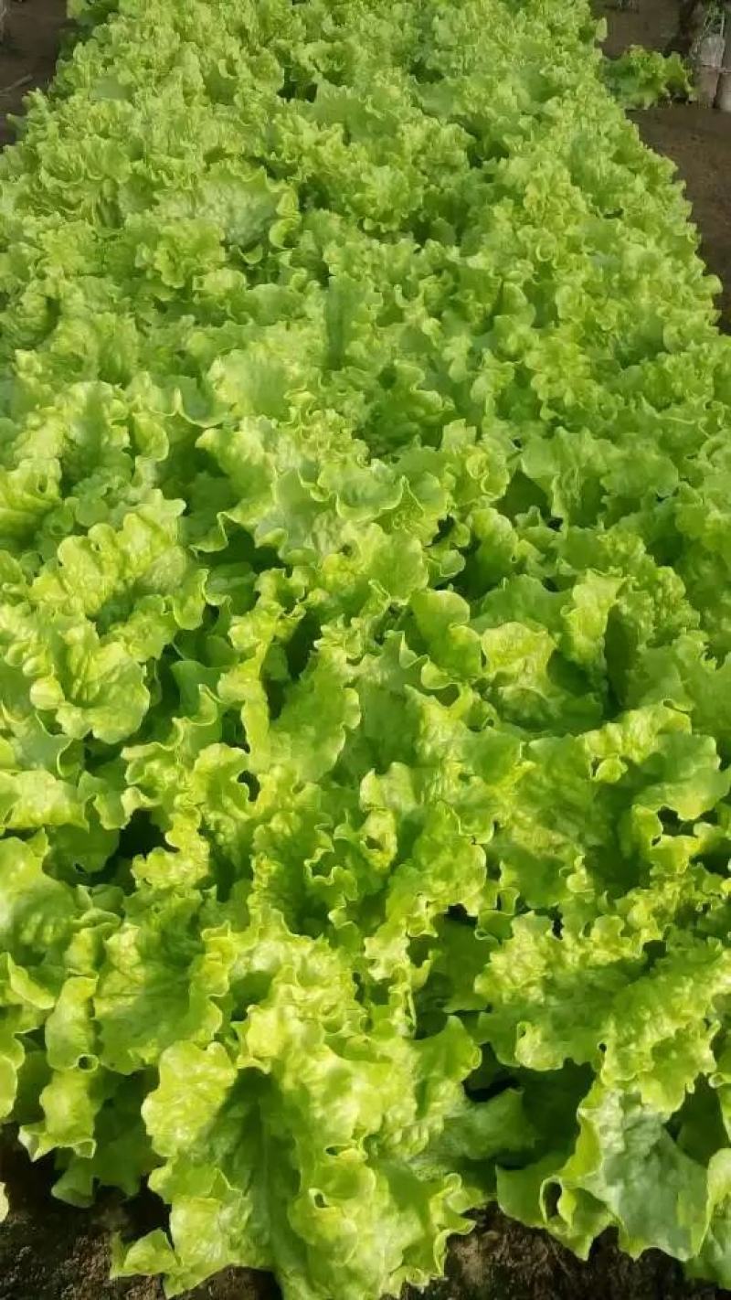 我处生菜苦菊大量上市