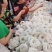 土豆圈圈粉跑江湖展会早市热卖产品厂家一手货源
