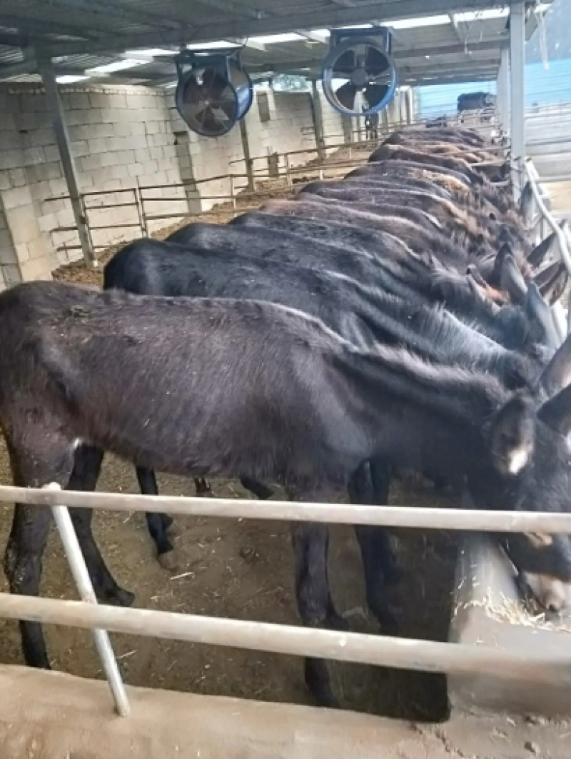 【售后保障】改良肉驴德州驴货到付款包运输包成活