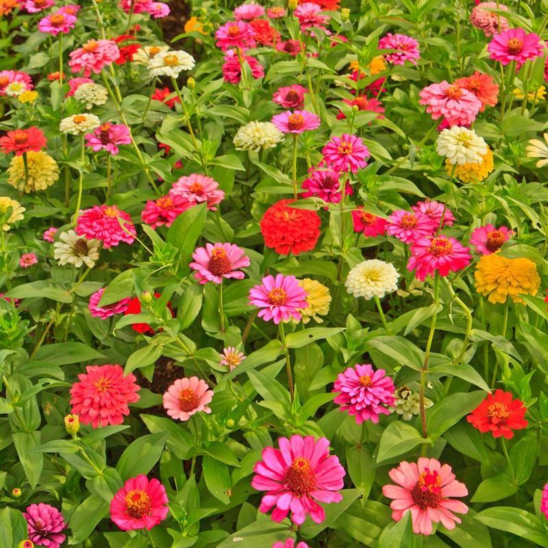 大花重瓣百日草种子混色易种易活室内室外多年生四季开花