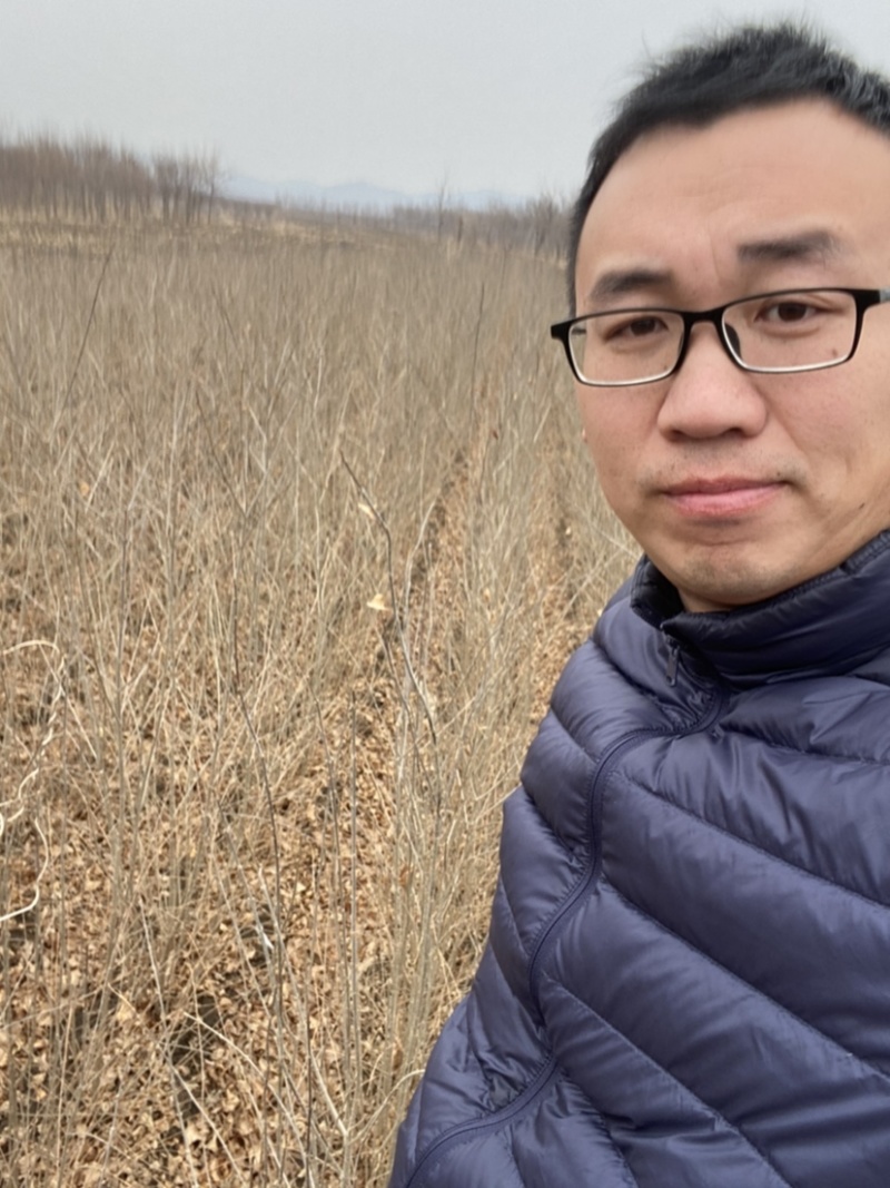 暴马丁香苗当年小苗二年墩丛生暴马丁香工程暴马子