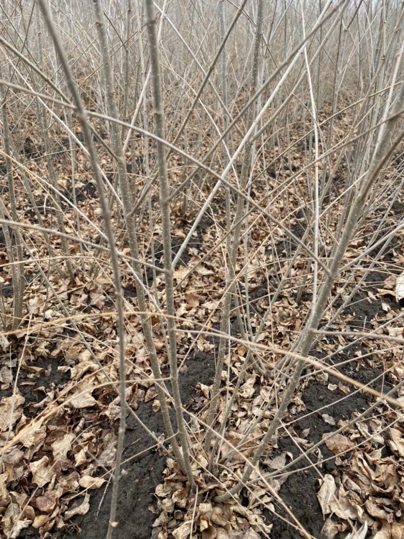 暴马丁香苗当年小苗二年墩丛生暴马丁香工程暴马子