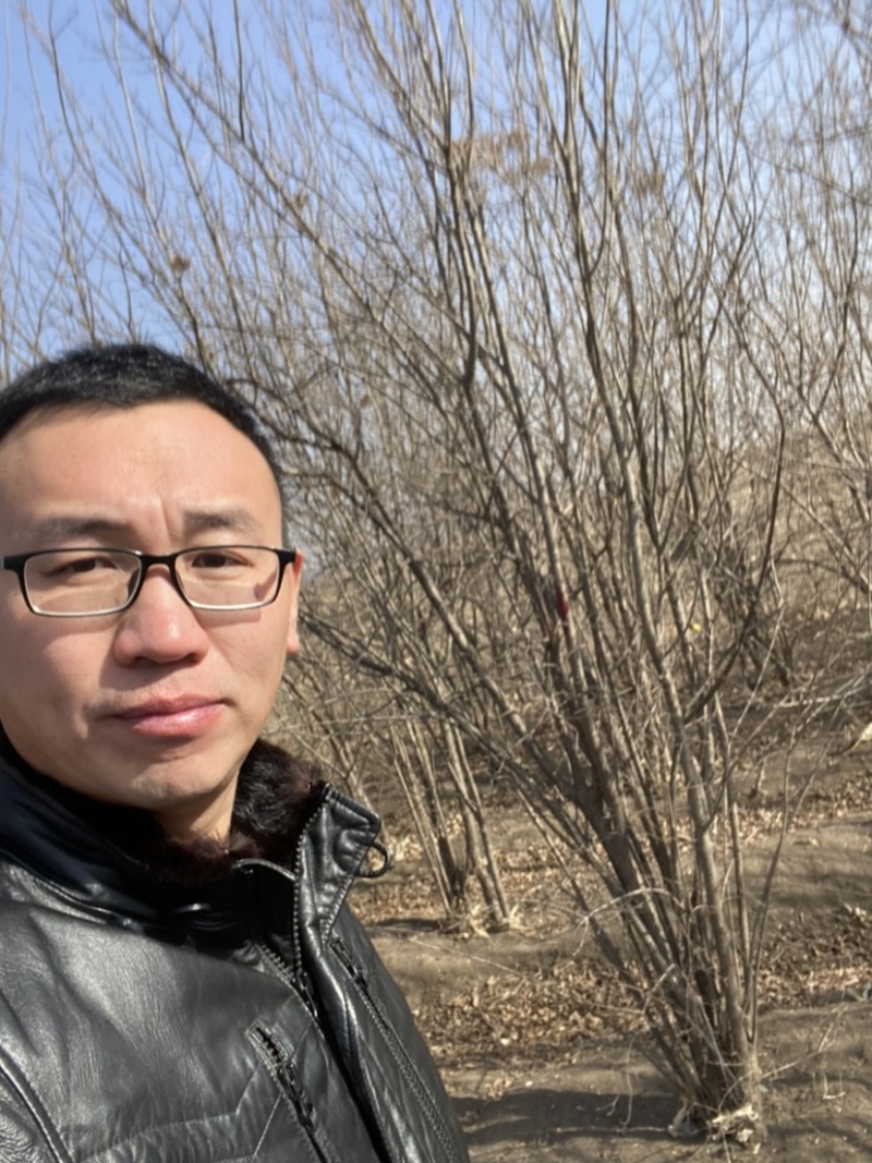 暴马丁香苗当年小苗二年墩丛生暴马丁香工程暴马子