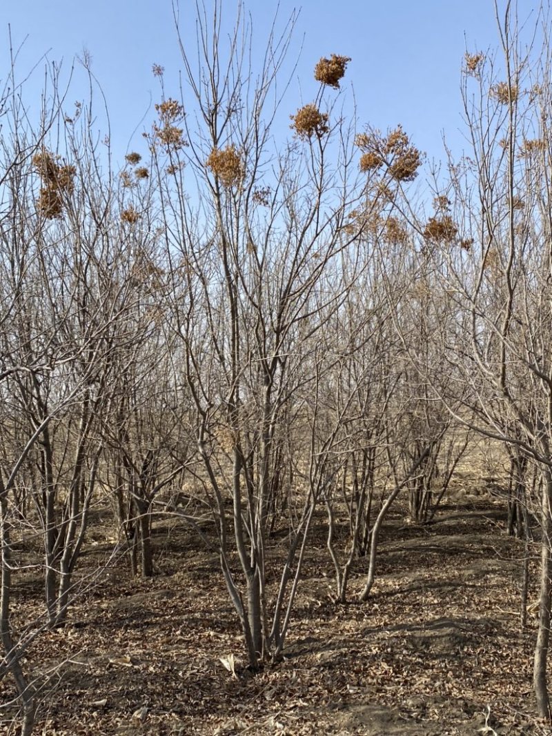暴马丁香苗当年小苗二年墩丛生暴马丁香工程暴马子