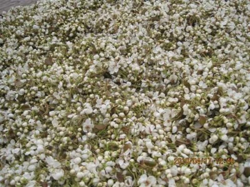 梨花粉供应/冠县梨花产区/欢迎广大客商前来收购加工