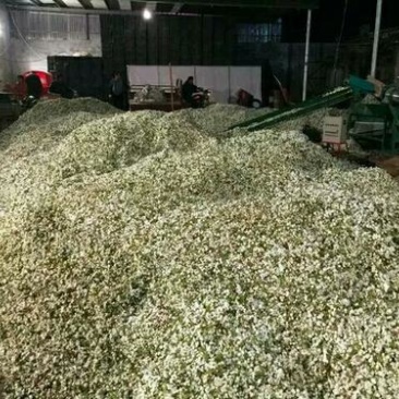 梨花粉供应/冠县梨花产区/欢迎广大客商前来收购加工