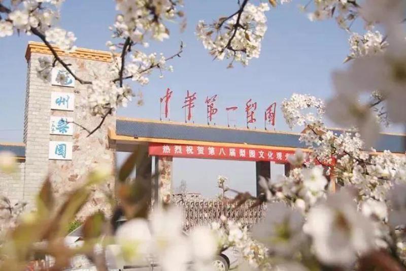 梨花粉供应/冠县梨花产区/欢迎广大客商前来收购加工