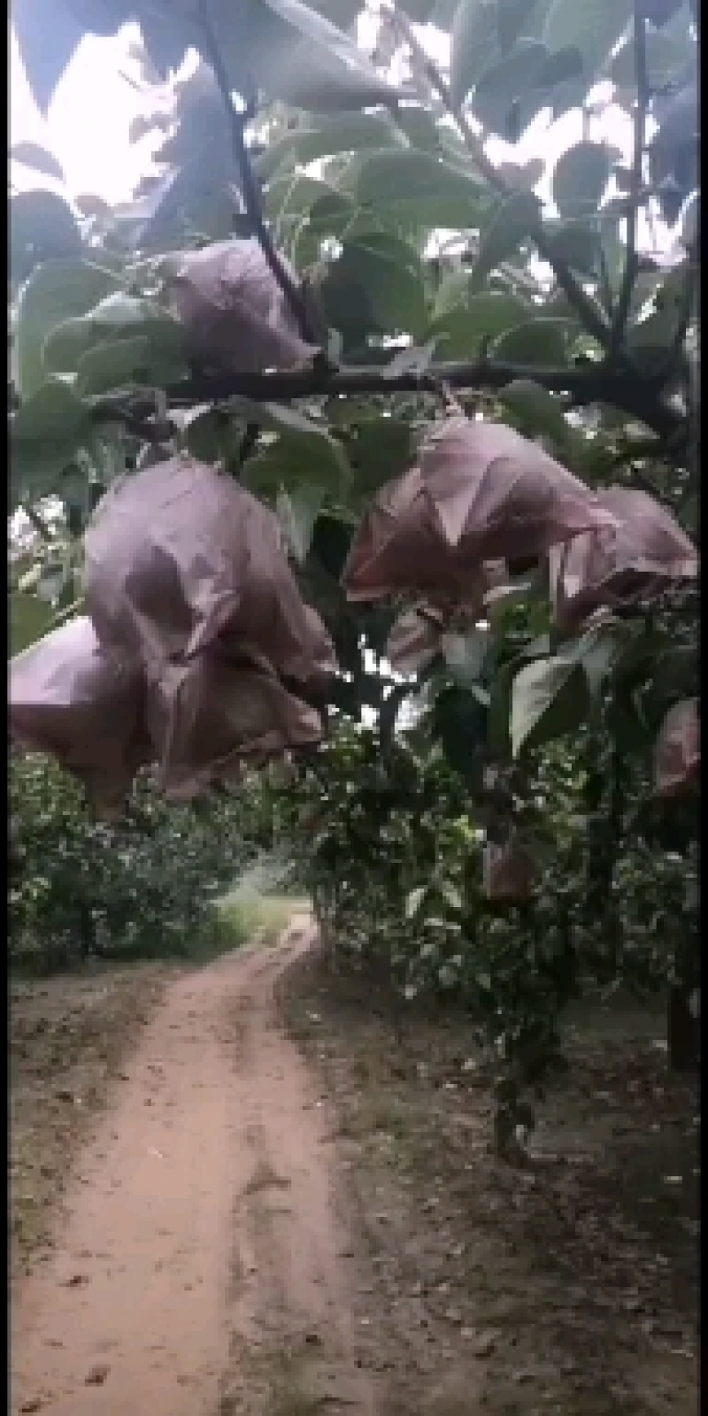 梨花粉供应/冠县梨花产区/欢迎广大客商前来收购加工