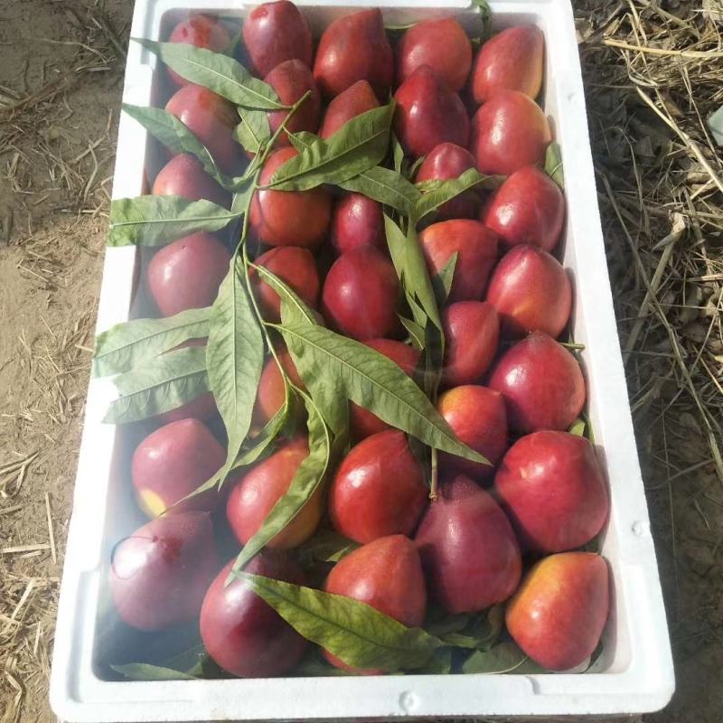 供应油桃中油4号5号9号19产地冠县大棚品种齐全欢迎采购