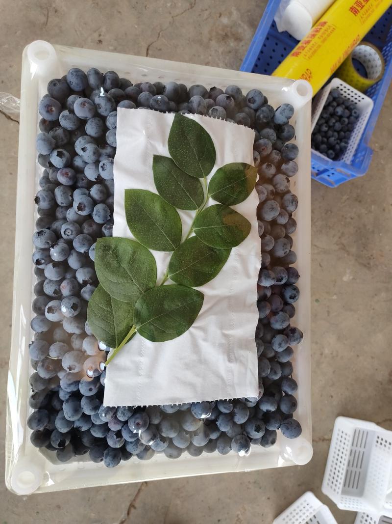 蓝莓，山东蓝莓，青岛蓝莓，绿宝石，薄雾，莱克西，奥尼尔