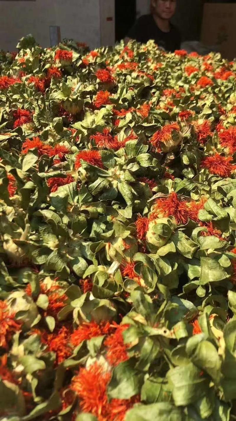 藏红花朵花红叶绿产地直销量大从优