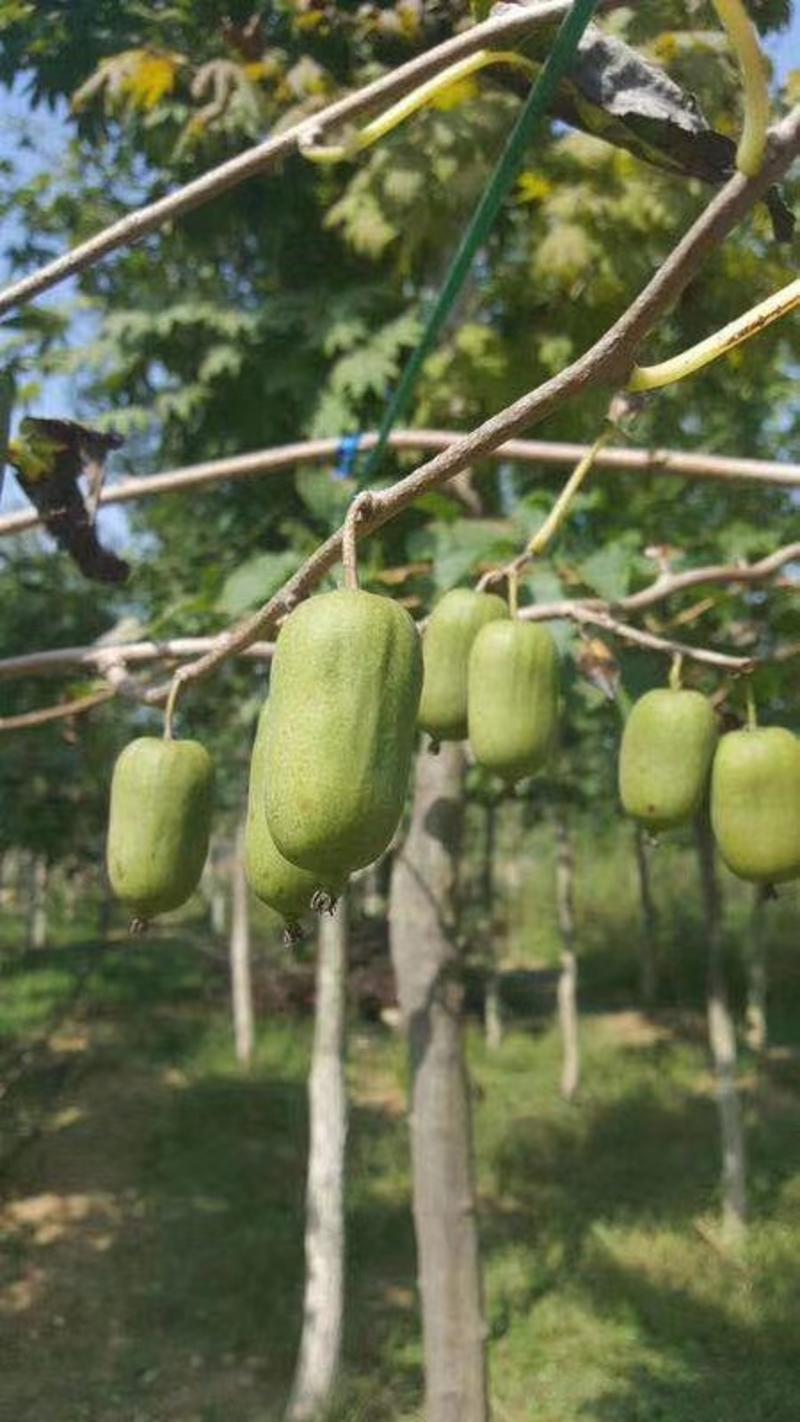 软枣猕猴桃苗基地直销，全国发货，大量供货