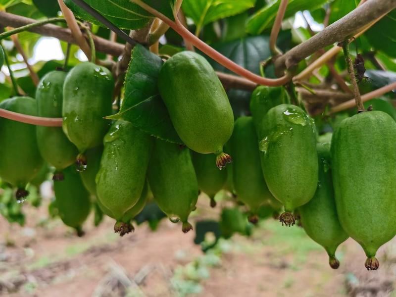软枣猕猴桃苗基地直销，全国发货，大量供货