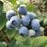 蓝莓，山东蓝莓，青岛蓝莓，绿宝石，薄雾，莱克西，奥尼尔