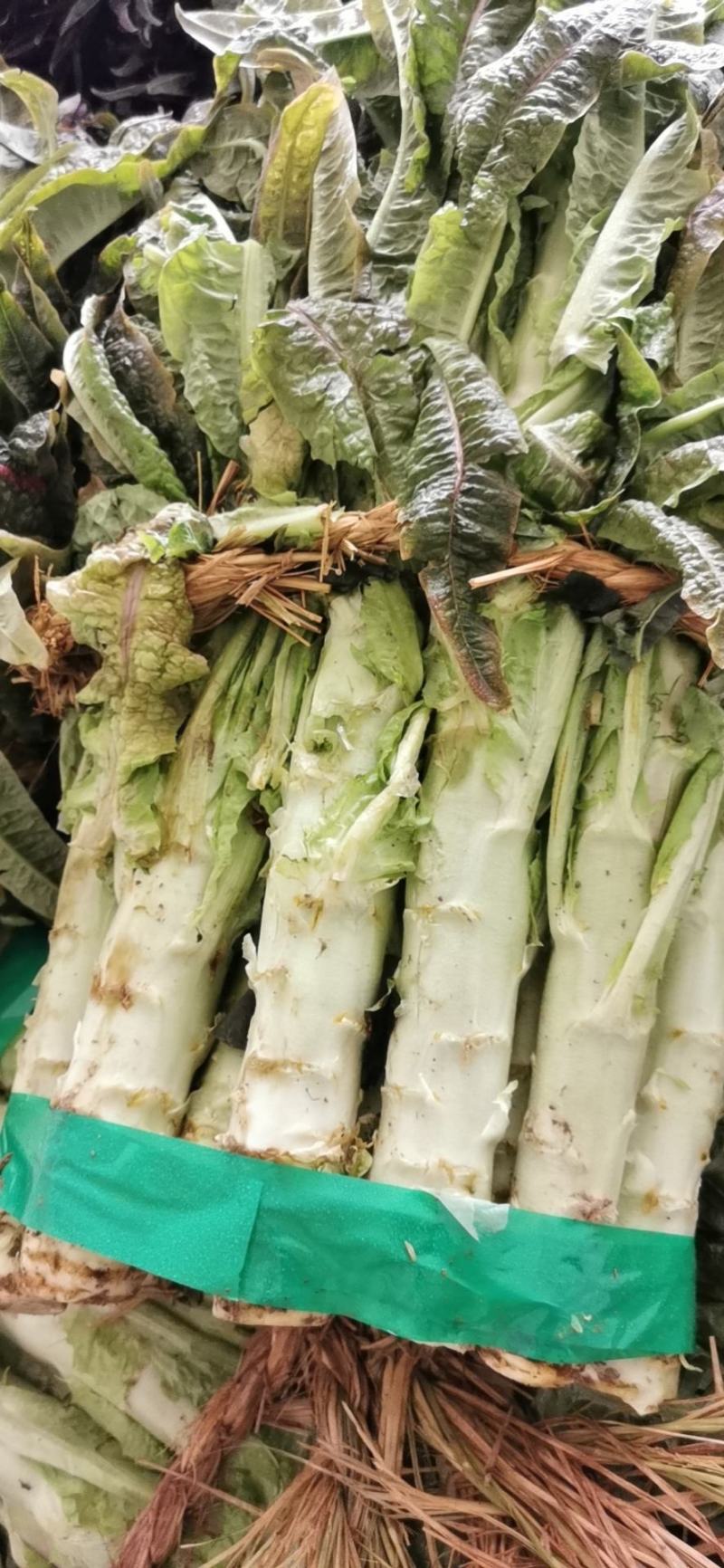 三青莴苣电商平台商超平台同时供应莴苣肉质细腻