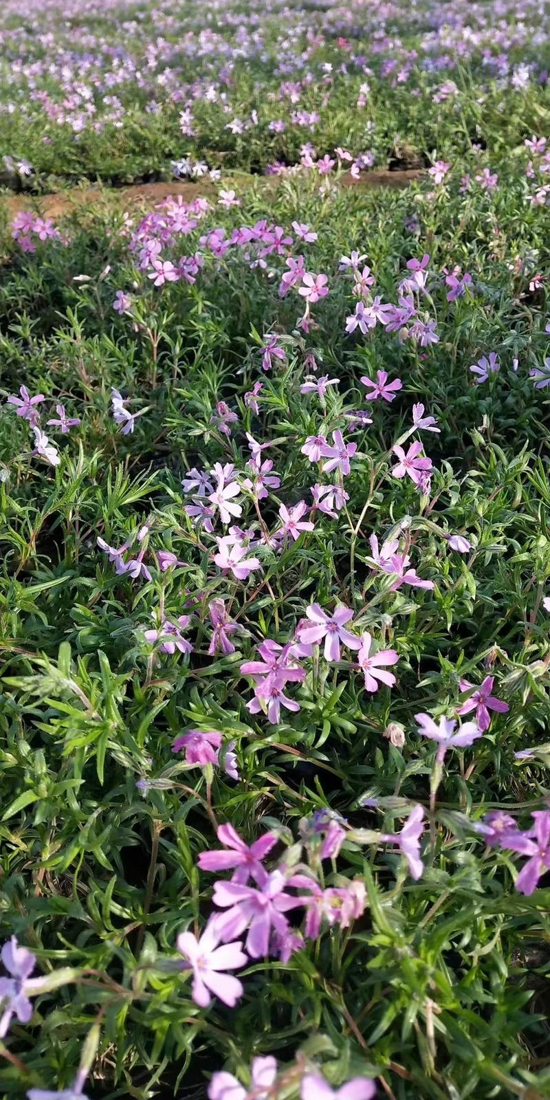 丛生福禄考芝樱多年生常绿耐寒宿根草本植物