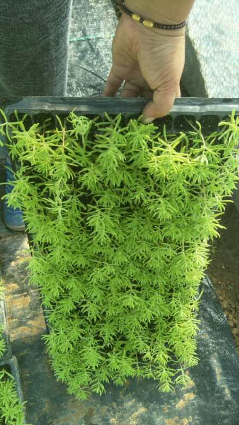 金叶佛甲草杯苗，金叶佛甲草种植基地屋顶绿化