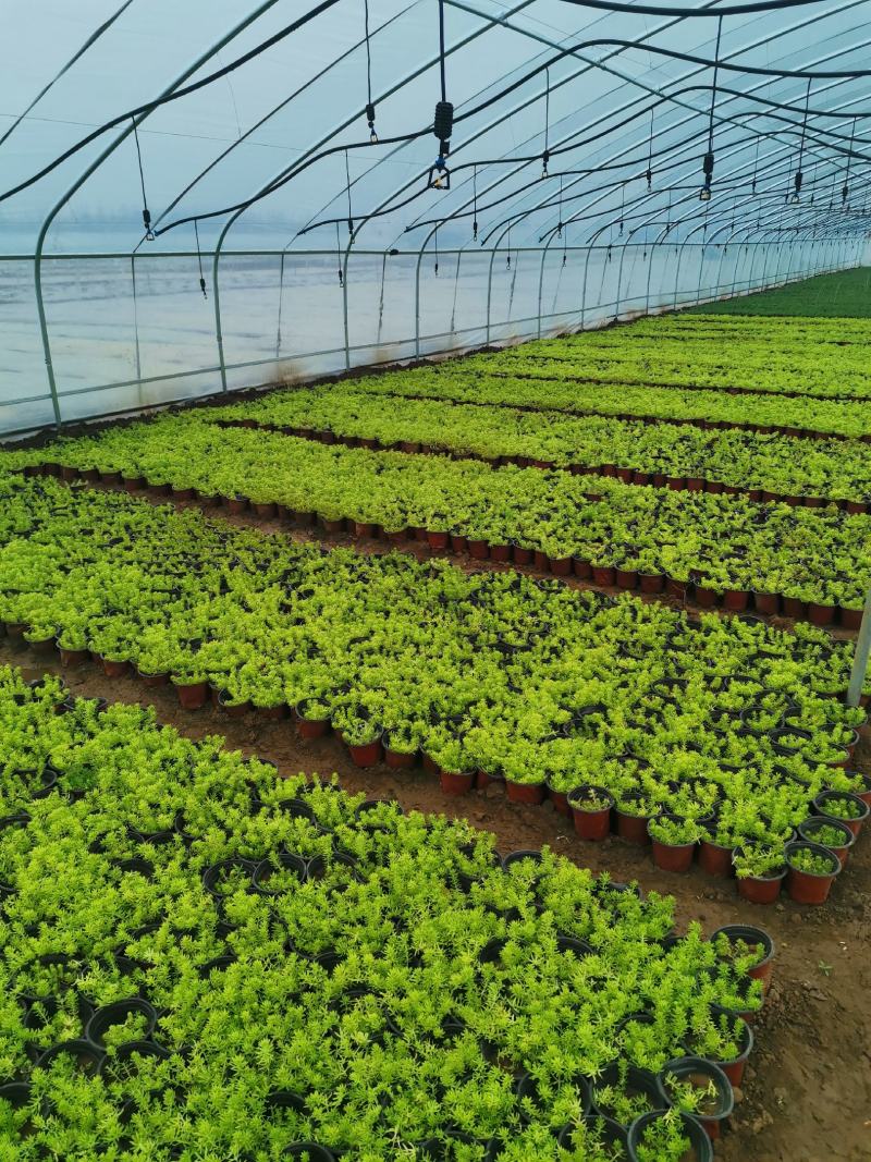 金叶佛甲草杯苗，金叶佛甲草种植基地屋顶绿化